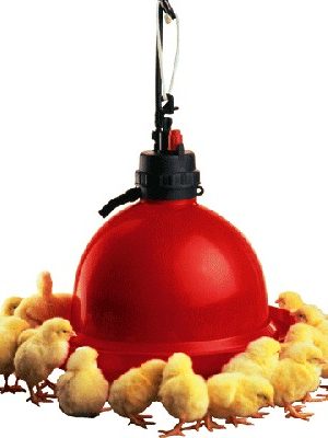 BEBEDERO BROILER T60